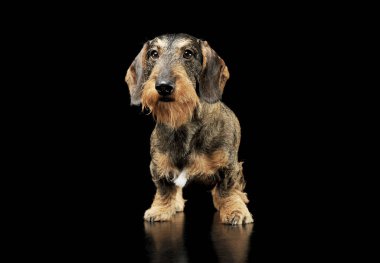 Studio shot of an adorable wire-haired Dachshund standing and looking curiously at the camera