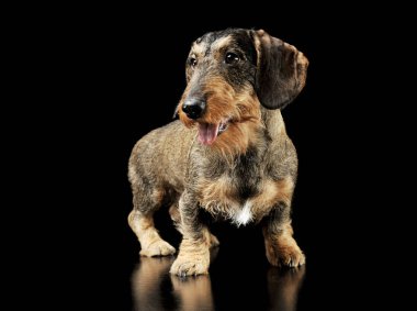 Studio shot of an adorable wire-haired Dachshund standing and looking satisfied