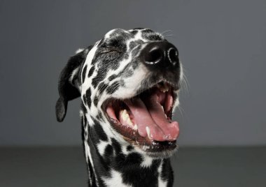 Portrait of an adorable Dalmatian with closed eyes looking satisfied - isolated on grey background