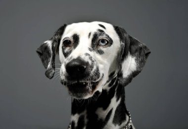 Portrait of an adorable Dalmatian dog with different colored eyes looking curiously at the camera