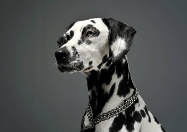 Portrait of an adorable Dalmatian dog with different colored eyes looking curiously