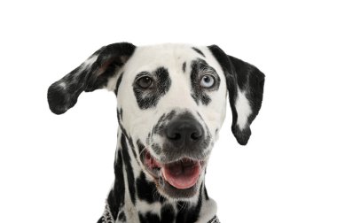 Portrait of an adorable Dalmatian dog with different colored eyes looking curiously at the camera