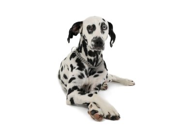 Studio shot of an adorable Dalmatian dog with different colored eyes lying and looking curiously at the camera
