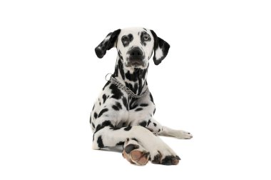 Studio shot of an adorable Dalmatian dog with different colored eyes lying and looking curiously at the camera