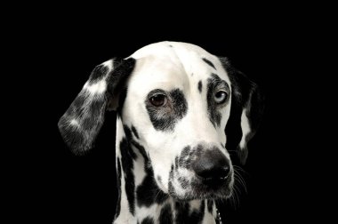 Portrait of an adorable Dalmatian dog with different colored eyes looking curiously at the camera