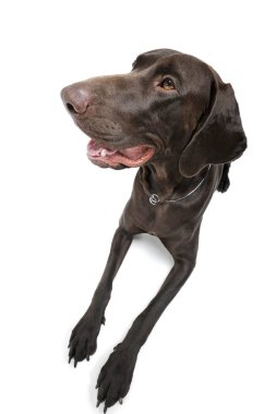 Wide angle shot of an adorable Deutsch Kurzhaar lying and looking curiously