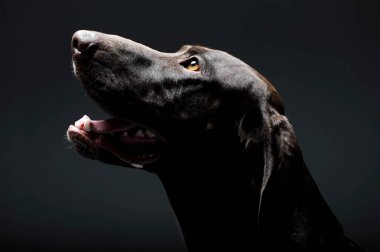 Portrait of an adorable Deutsch Kurzhaar looking up curiously - isolated on grey background