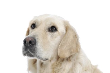 Güzel bir Golden Retriever portresi ilginç bir şekilde beyaz arka planda izole edilmiş.