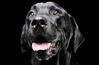 Tatlı görünümlü Labrador av köpeğinin portresi. Siyah arka planda izole edilmiş.