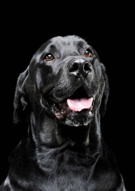 Tatlı görünümlü Labrador av köpeğinin portresi. Siyah arka planda izole edilmiş.