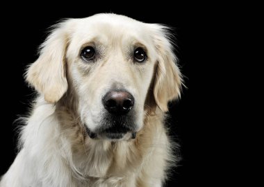 Çekici bir Golden Retriever 'ın portresi siyah arka planda izole edilmiş kameraya tuhaf bir şekilde bakıyor.