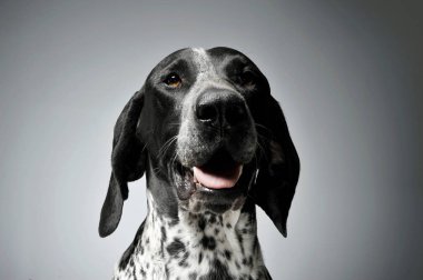 Hollandalı Kurzhaar 'ın stüdyo çekimi. 