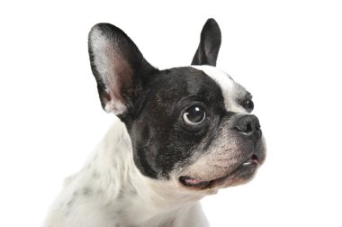 Studio shot of a lovely french bulldog