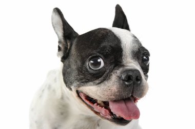 Studio shot of a lovely french bulldog