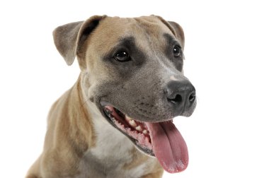 Staffordshire Terrier 'in stüdyo çekimi. 