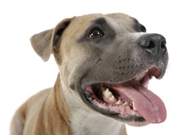 Staffordshire Terrier 'in stüdyo çekimi. 