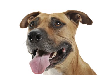 Staffordshire Terrier 'in stüdyo çekimi. 