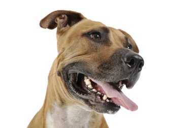 Staffordshire Terrier 'in stüdyo çekimi. 