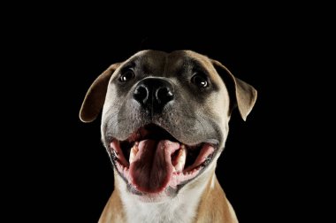 Studio portrait shot of a lovely Staffordshire Terrier 