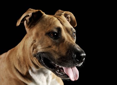 Studio portrait shot of a lovely Staffordshire Terrier 