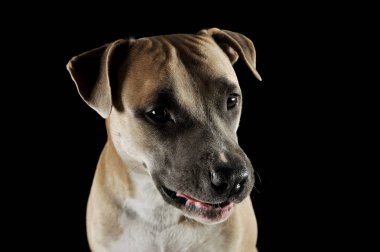 Studio portrait shot of a lovely Staffordshire Terrier 