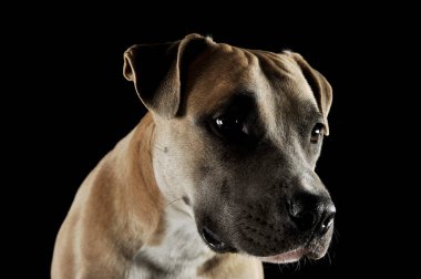 Studio portrait shot of a lovely Staffordshire Terrier 