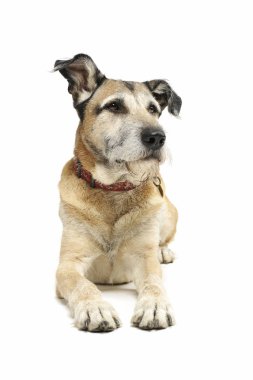 Melez, sevimli bir köpeğin yalan söylediği ve merakla baktığı bir stüdyo fotoğrafı.