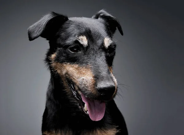 Portrait of an adorable Deutscher Jagdterrier looking satisfied - isolated on grey background — Stock fotografie