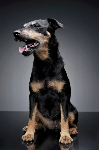 Studio shot of an adorable Deutscher Jagdterrier sitting and looking satisfied — Stock Photo, Image