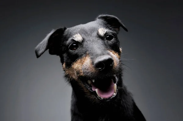 Retrato de un adorable Deutscher Jagdterrier mirando curiosamente a la cámara — Foto de Stock