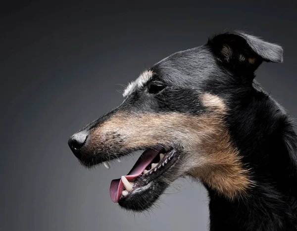 Profile view of an adorable Deutscher Jagdterrier looking curiously - isolated on grey background — Stock Photo, Image