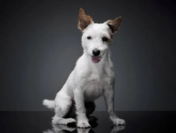 Studio shot of an adorable terrier puppy sitting and looking curiously at the camera - isolated on grey background — Φωτογραφία Αρχείου