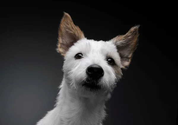 Portrait of an adorable terrier puppy looking curiously at the camera - studio shot, isolated on grey background — 스톡 사진