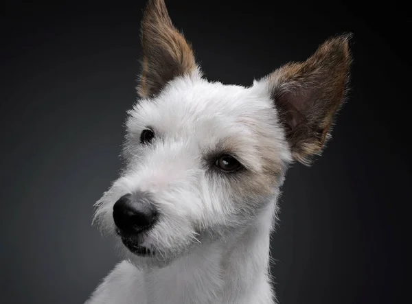 Portrait of an adorable terrier puppy looking curiously - studio shot, isolated on grey background — Φωτογραφία Αρχείου