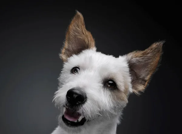 Portrait of an adorable terrier puppy looking curiously at the camera - studio shot, isolated on grey background — Zdjęcie stockowe