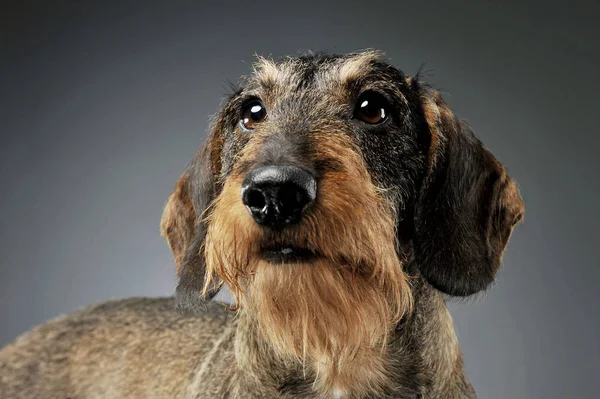 Portrait of an adorable wire-haired Dachshund looking up curiously - isolated on grey background. — 图库照片