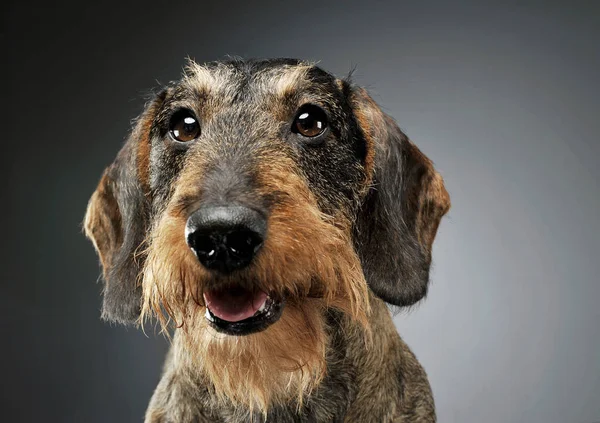 Portrait of an adorable wire-haired Dachshund looking curiously at the camera - isolated on grey background — Φωτογραφία Αρχείου