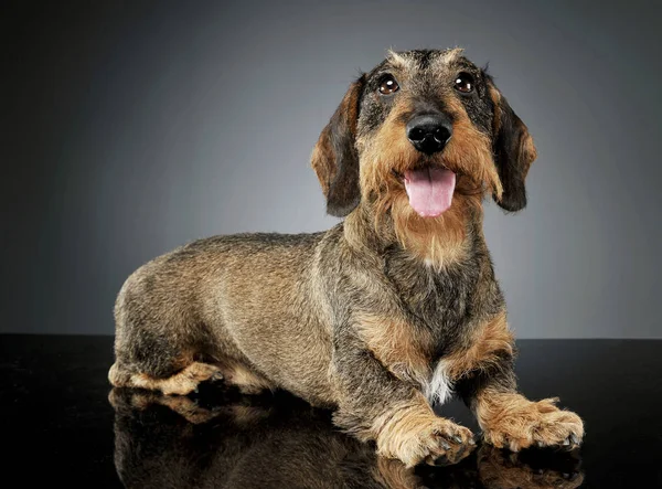 Studio shot of an adorable wire-haired Dachshund lying and looking satisfied — Zdjęcie stockowe