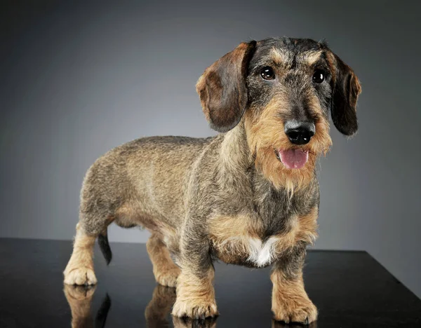 Studio shot of an adorable wire-haired Dachshund standing and looking satisfied — Zdjęcie stockowe