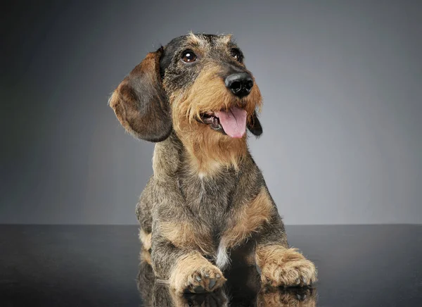 Estudio filmado de un adorable Dachshund de pelo alambrado acostado y mirando hacia arriba curiosamente —  Fotos de Stock