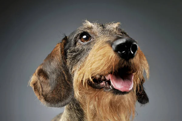 Portrait of an adorable wire-haired Dachshund looking up curiously - isolated on grey background — 图库照片