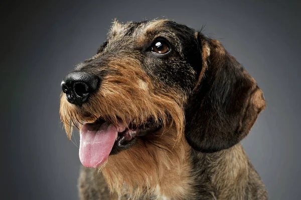 Portrait of an adorable wire-haired Dachshund looking up curiously - isolated on grey background — Zdjęcie stockowe