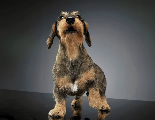 Studio shot of an adorable wire-haired Dachshund lifting his front leg and looking up curiously — 图库照片