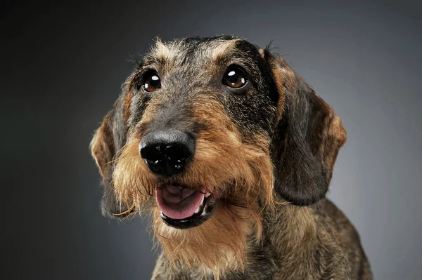 Portrait of an adorable wire-haired Dachshund looking satisfied - isolated on grey background — Zdjęcie stockowe