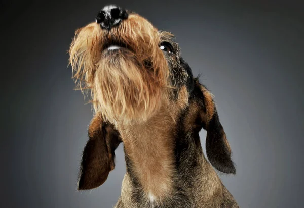 Portrait of an adorable wire-haired Dachshund looking up curiously - isolated on grey background