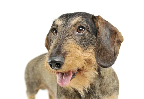 Portrait of an adorable wire-haired Dachshund looking satisfied - isolated on white background — Zdjęcie stockowe