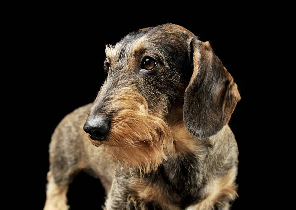 Studio shot of an adorable wire-haired Dachshund standing and looking curiously — 图库照片