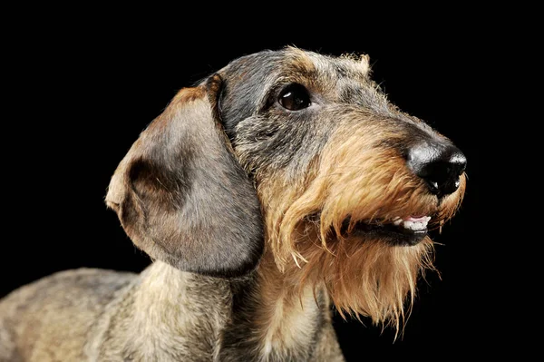 Portrait of an adorable wire-haired Dachshund looking up curiously - isolated on black background — 图库照片