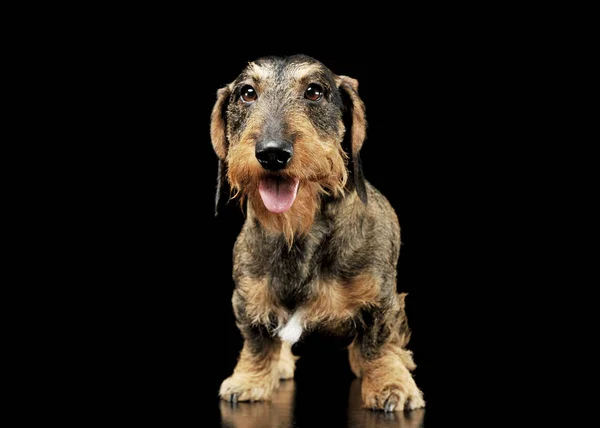 Studio shot of an adorable wire-haired Dachshund standing and looking curiously at the camera — Stockfoto