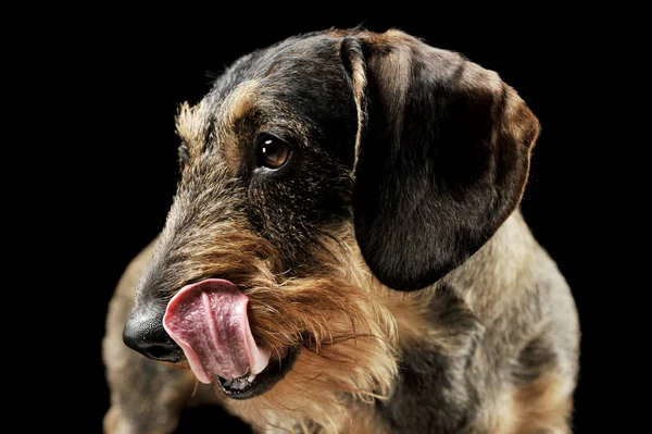 Portrait of an adorable wire-haired Dachshund licking his lips - isolated on black background. — Φωτογραφία Αρχείου